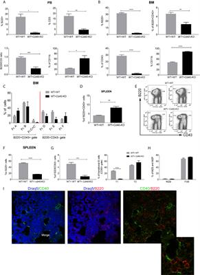 CD40 Activity on Mesenchymal Cells Negatively Regulates OX40L to Maintain Bone Marrow Immune Homeostasis Under Stress Conditions